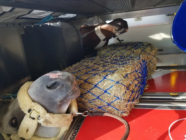 Cargolux B747-8F part charter - 18 competition horses, Asian Games 2018, Luxembourg to Jakarta